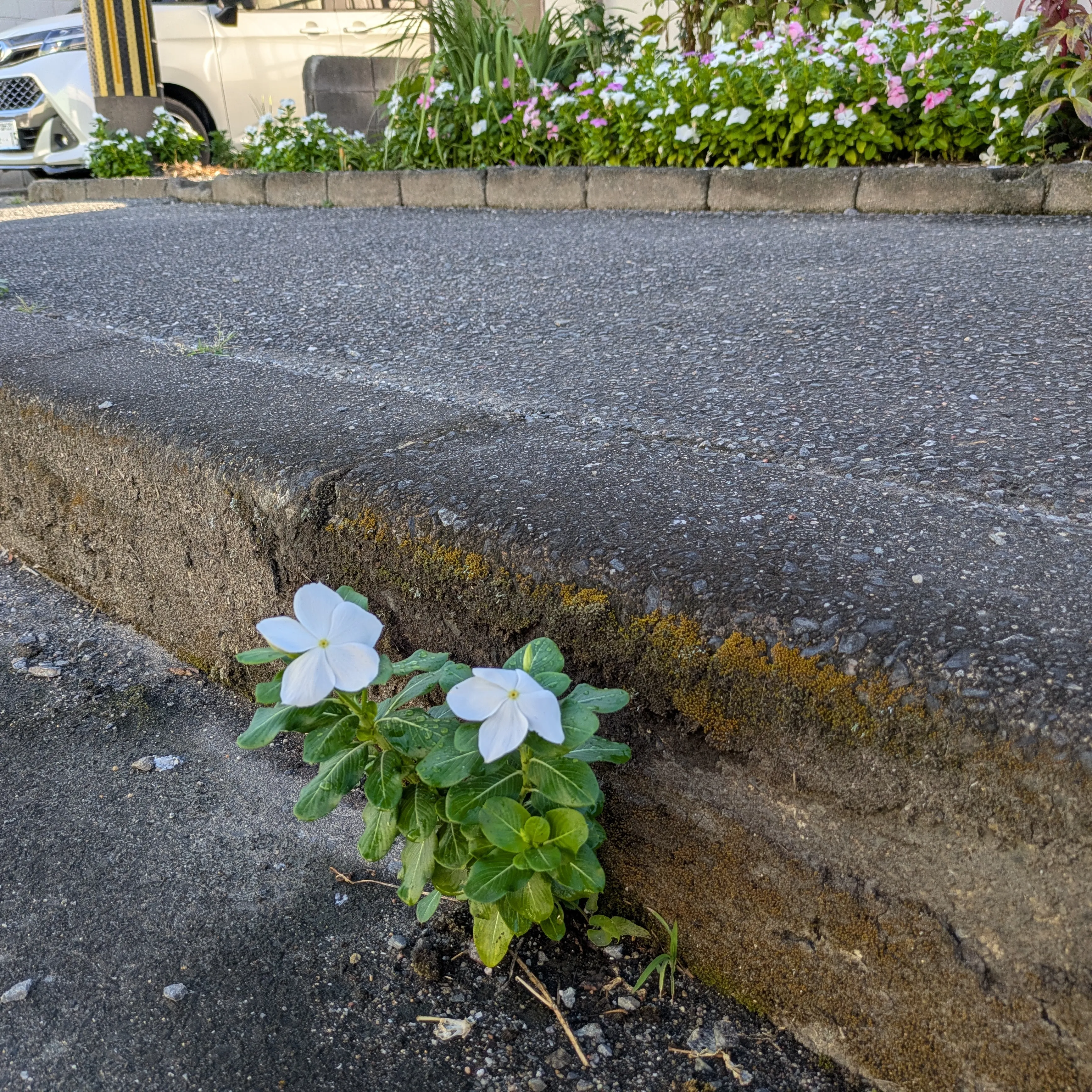 有限会社 本石産業です