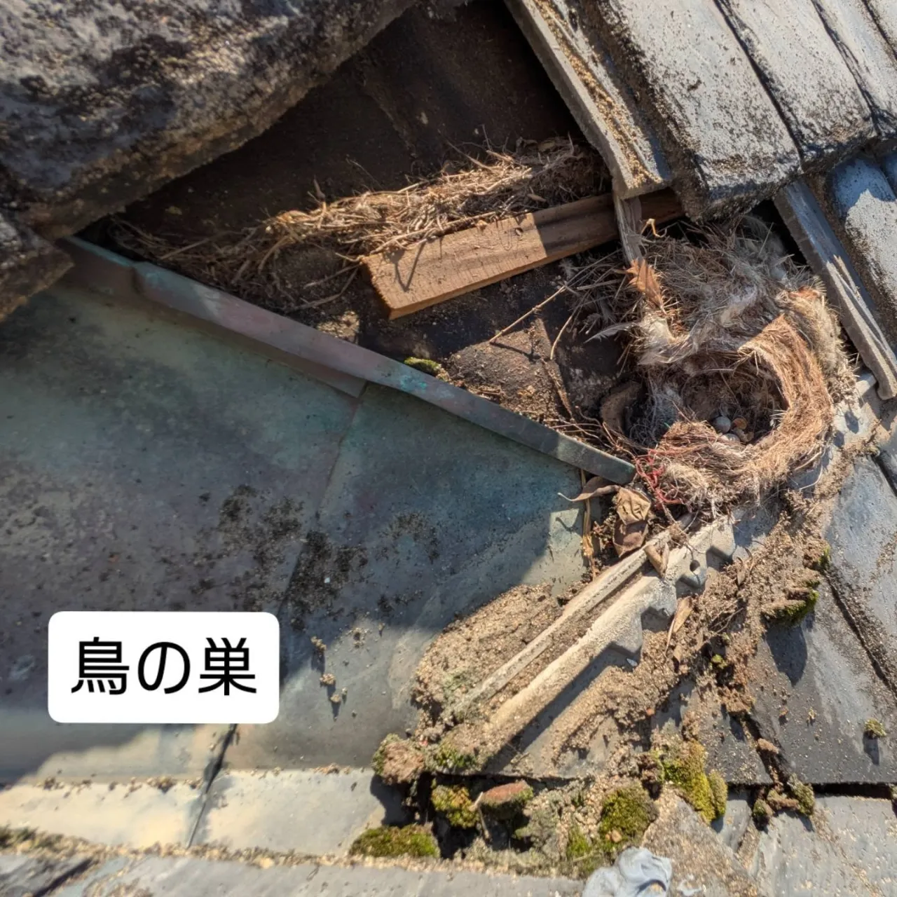 雨漏り物件の調査