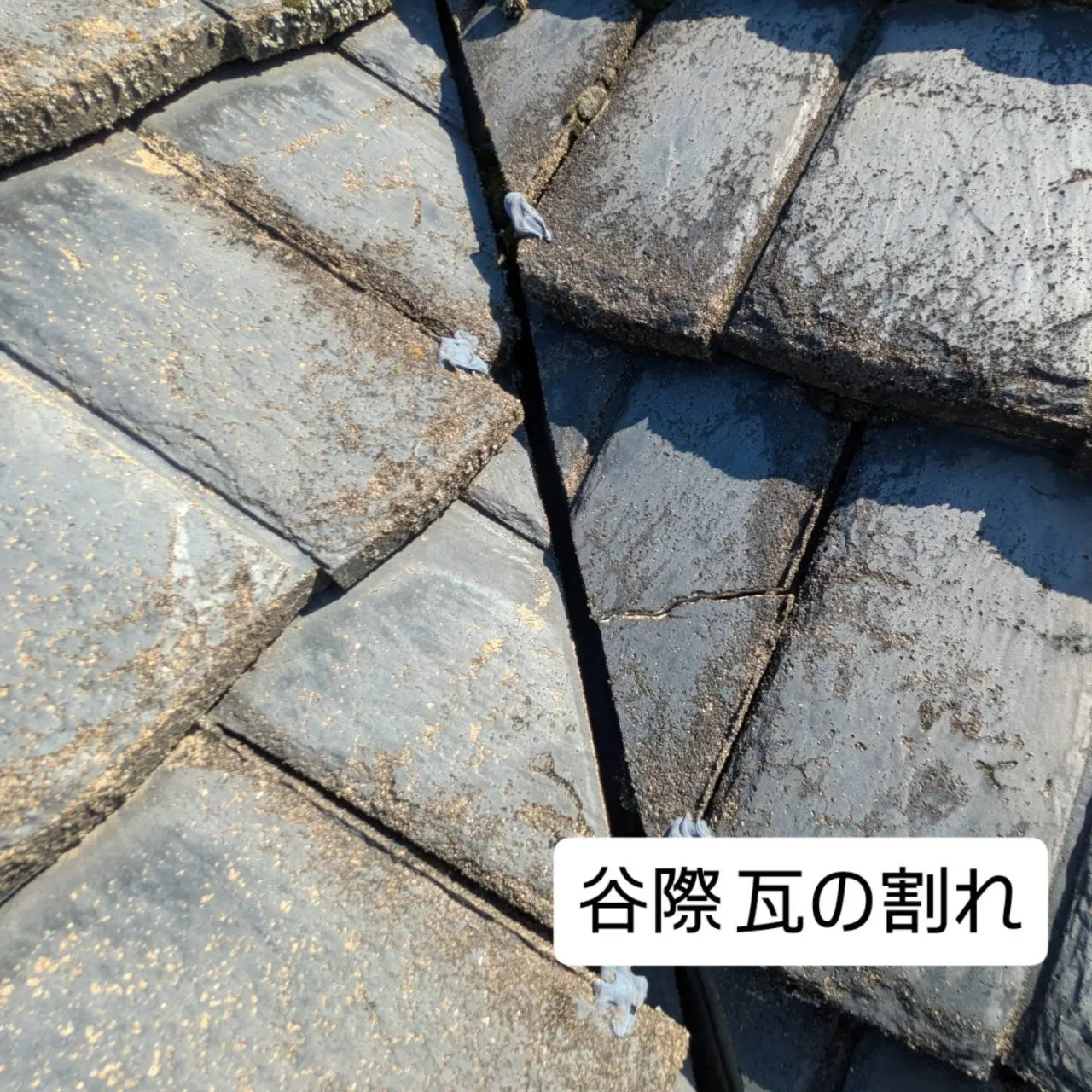 雨漏り物件の調査